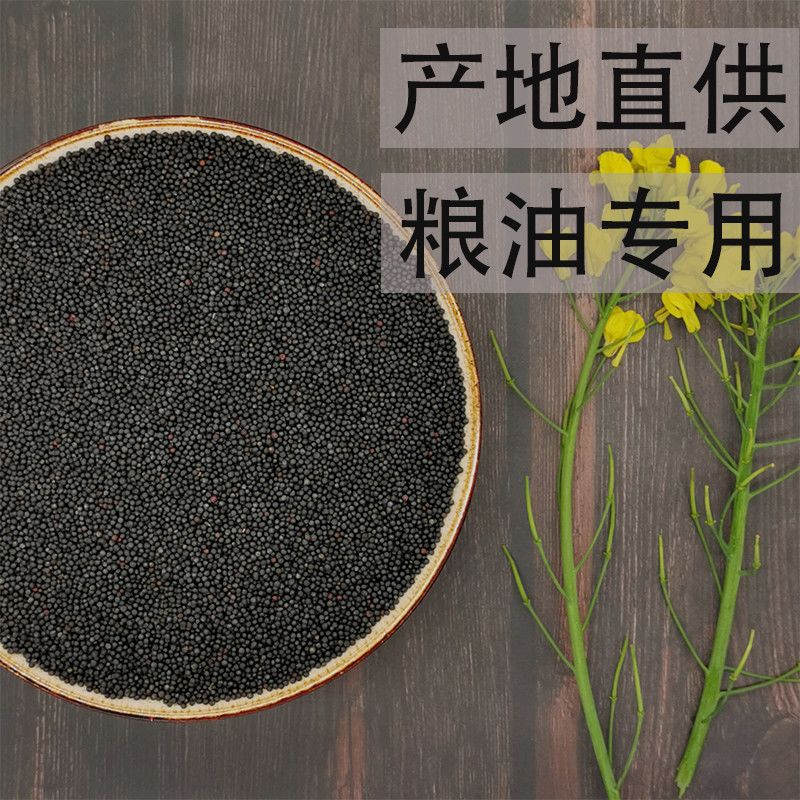 Rapeseed Oil for Rapeseed Bird Food, Rapeseed Seeds for Self-Extraction of Rapeseed Oil, Direct Sales and Wholesale from the Place of Origin