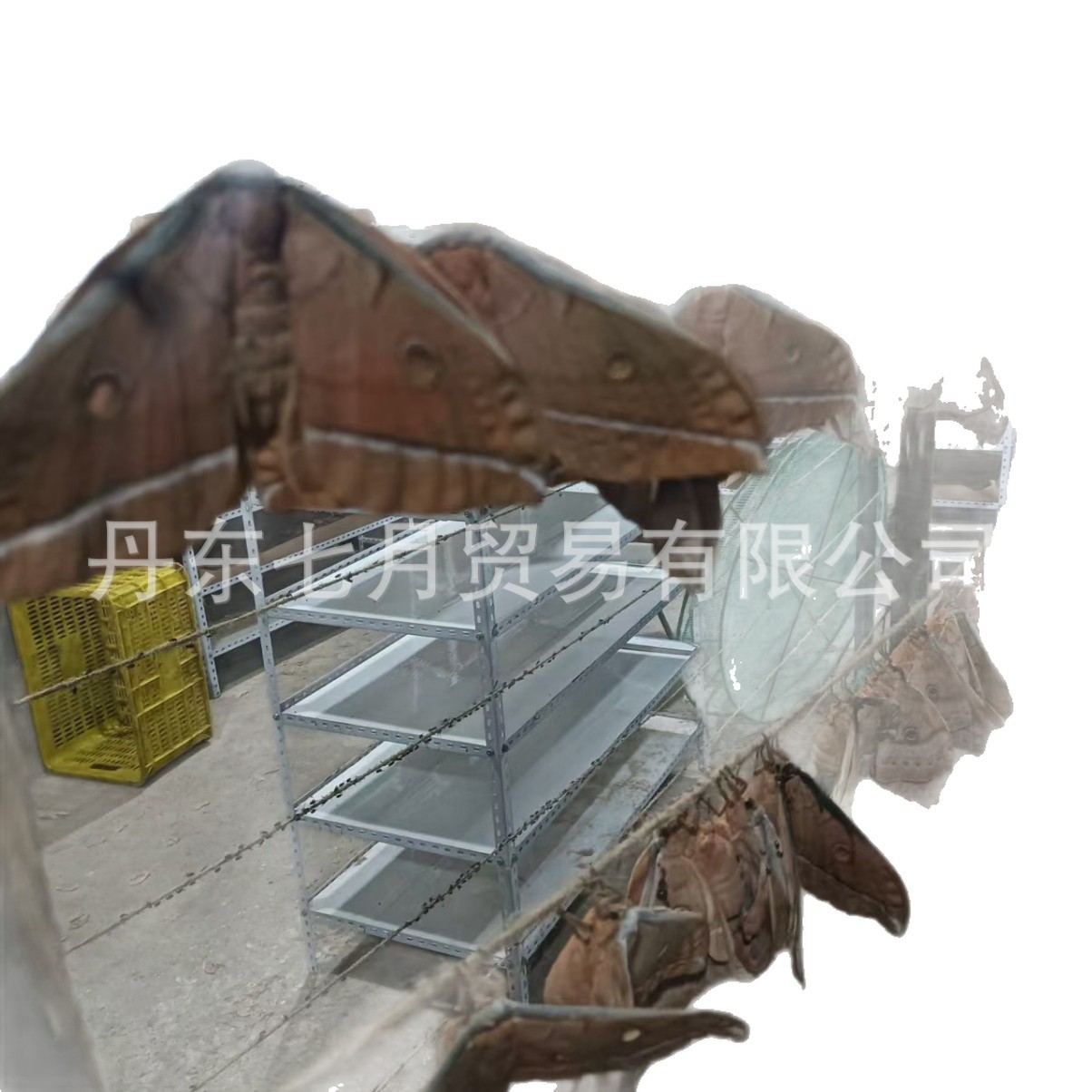 △ 【Butterfly from the Cocoon】Northeast Farmhouse Tussah Moth (Dried Product) 5g Special