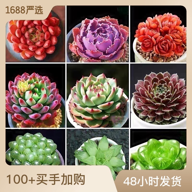 Succulent Plants Wholesale Small Succulent Small Potted Succulent Plants Lithops Jade Dew Base Self-Produced and Sold with Free Shipping