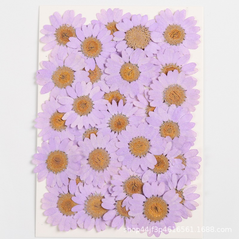 White Crystal Chrysanthemum Dried Flower Embossed Handmade diy Plant Specimen pressedflower Real Tree Hand Account Activity Supplies