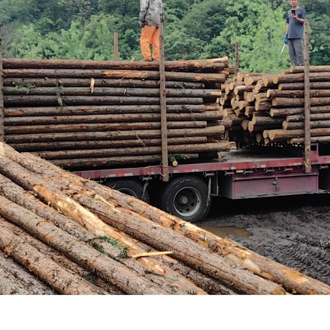 Wholesale of Original Source of Fir Wood Piles