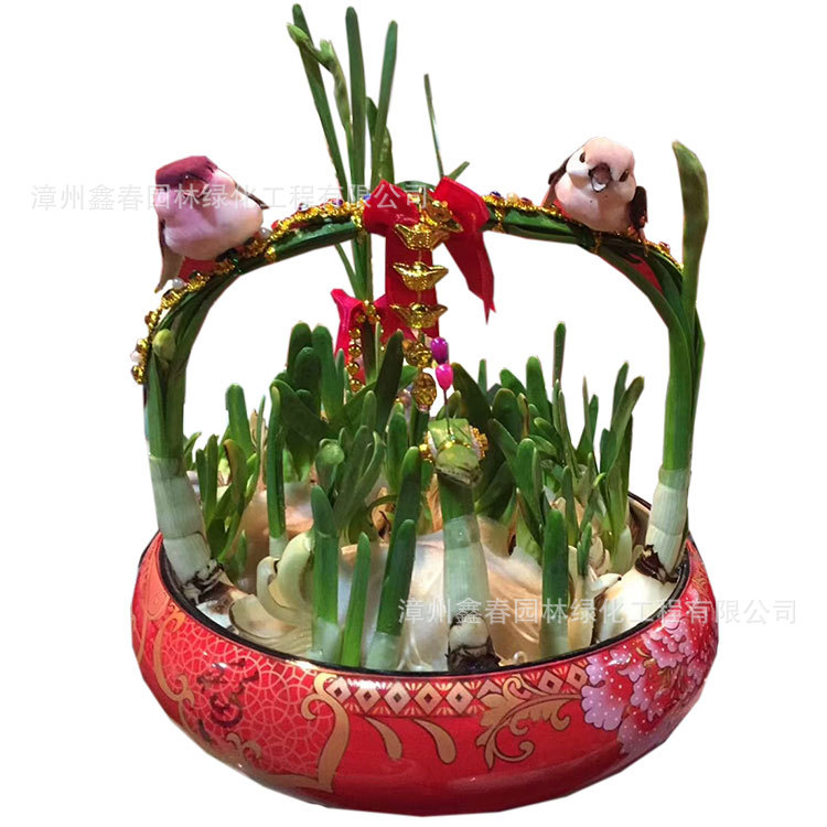 Extra Large Double-Petaled Narcissus Flower King Wholesale Single-Petaled Multi-Flowered Flower Balls from Zhangzhou Jiuhu Origin Units Are Great Gifts