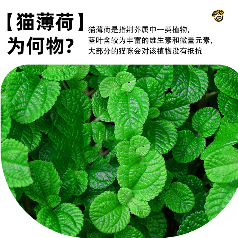 Catnip 2g 3g 5g Leaves and Stems in Stock Bagged Catnip Grass Toys Pet Teeth Cleaning Cat Snacks Wholesale