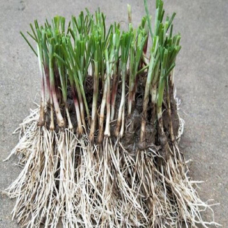Свежевыкопанные пурпурно-красные корни лука, широколистные саженцы лука, для горшков на балконе, устойчивые к холоду