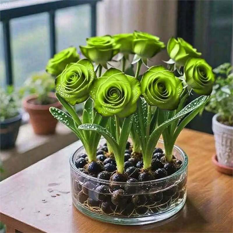 [Вода и жизнь] Гидропонные ароматные луковицы роз, двойные лепестки, цветы, отпугивающие комаров и устойчивые к жаре, зеленые растения для гостиной