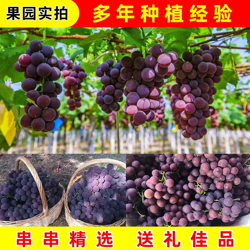 Grape Pujiang Kyoho Grapes, Fresh Seasonal Fruits for Pregnant Women, 2.5kg Whole Box, Whole Bunches with Seeds, Sf Cold Chain