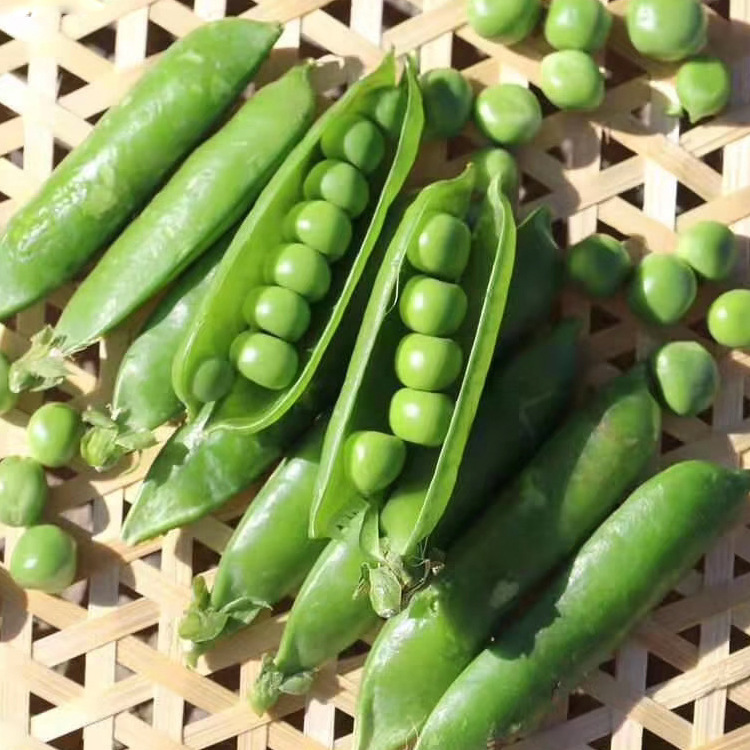 Fresh Peas from Yunnan Plateau, Large Shelled Peas, Sugar Snap Peas, Direct from the Base
