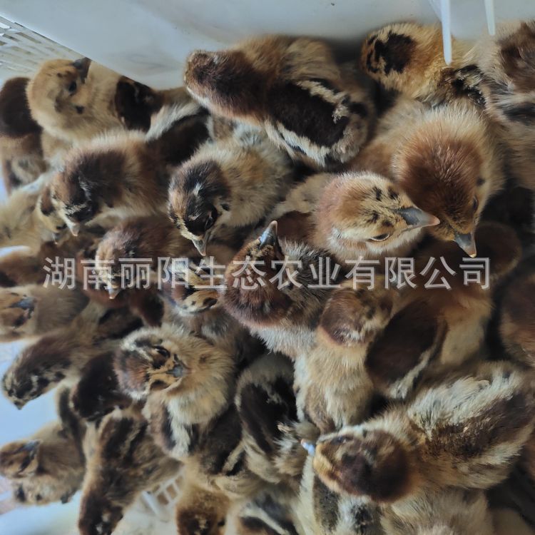 Suitable for Free-Range Large-Scale Green-Footed Broiler Chicks, Slow-Growing Chicks, Hatching and Hatching of Native Chickens, and Breeding of Black芦花 Chicks