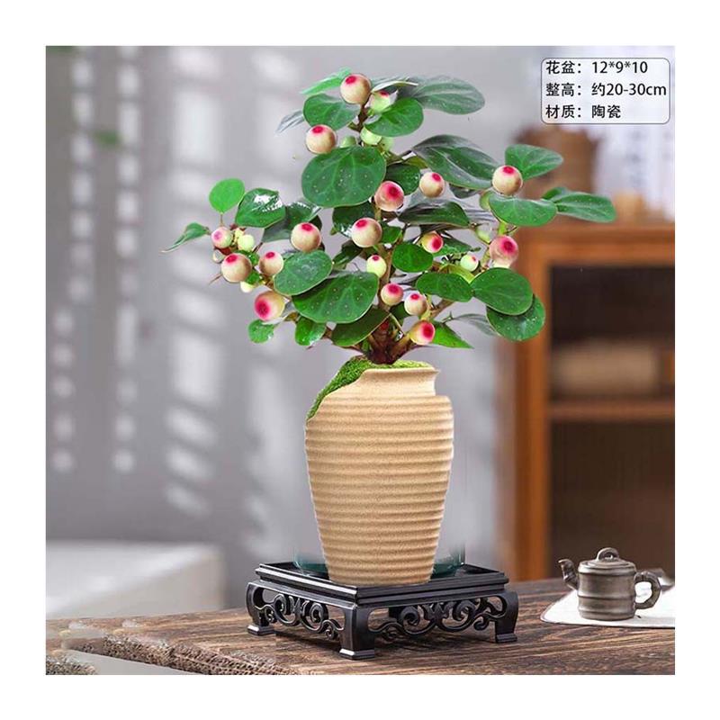 Authentic Xiaopan Bodhi Tree Potted Plant with Fruit Hydroponic Plant Zen Indoor Flower Green Plant Fruit Old Stump Bonsai Seedling