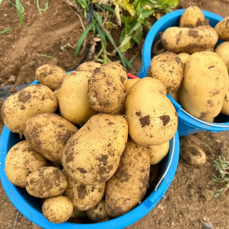 Yellow-Skinned, Yellow-Hearted Potatoes, Whole Box 5/ 5kg Soft, Glutinous and Sweet Potatoes, Freshly Dug Farm Vegetables, Freshly Dug
