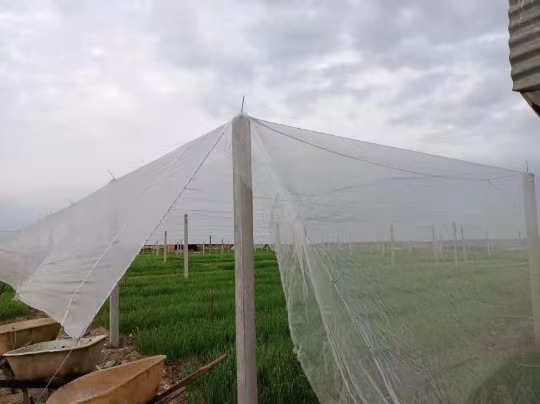 In stock wholesale thickened 60 mesh insect net available 5 years pure material net cover agricultural greenhouse available net cover