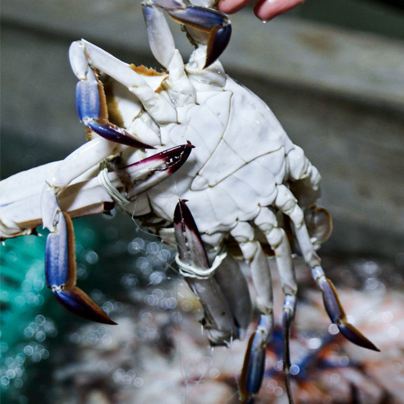 Shuttle Crab Price Fresh Fresh Frozen Extra Large Fattened Crab Frozen White Crab One Piece Wholesale Large Wholesale