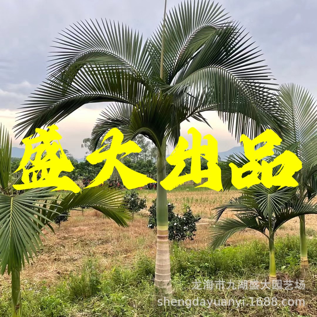 Фуцзянь фальшивый бетельный орех оптовая продажа, цена на фальшивый бетельный орех из Юньнани, фальшивый бетельный орех из Чжэцзяна, база фальшивого бетельного ореха из Цзянси