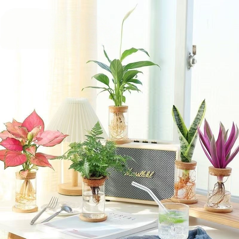 Ваза для микландшафта из высокобorosilicate стекла, для гидропонных растений, домашняя ваза для цветов