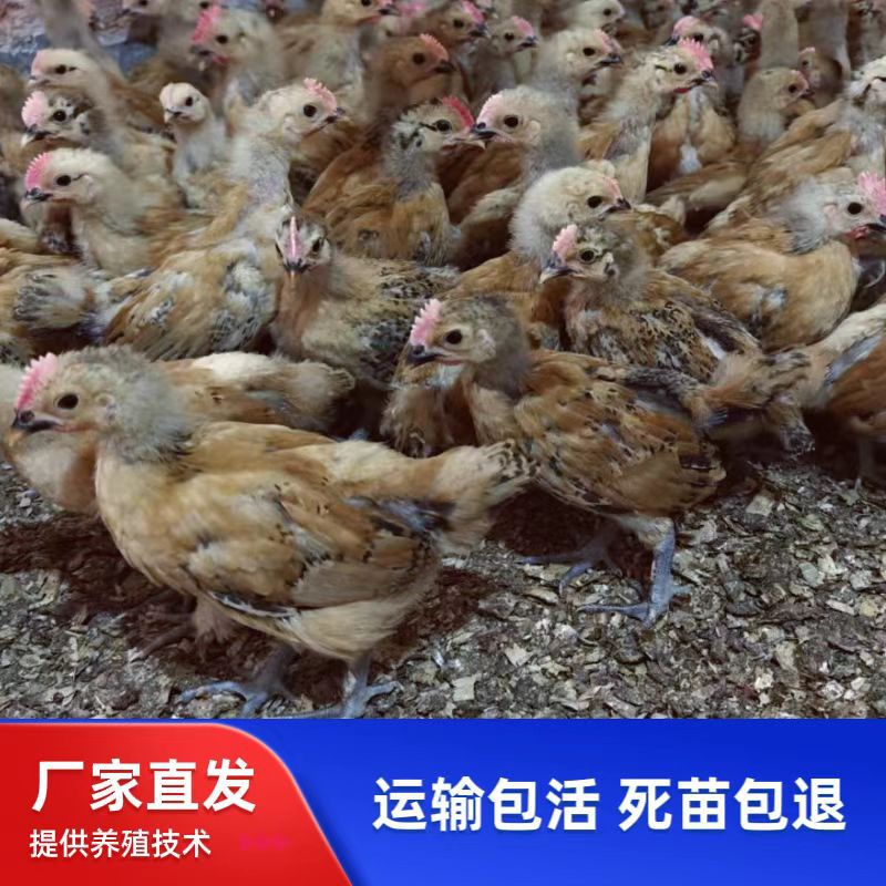 Дewar джутовые перьевые цыплята с зелеными ногами, маленькие цыплята с зелеными ногами, цыплята с железными ногами, цыплята местной породы с зелеными ногами, полулarge цыплята