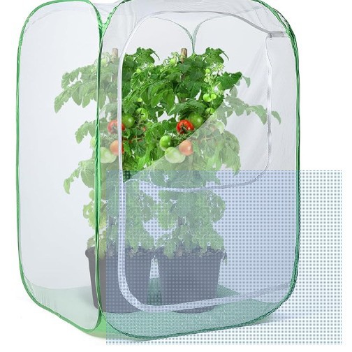 Australian Cypress Bonsai Tree Old Stump South Sea Cypress Potted Plant for Living Room and Office Desktop, Real Green Plant, Hot-Selling Cross-Border Product