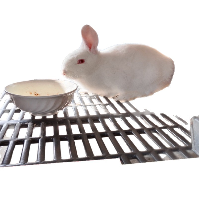 New Zealand Meat Rabbits, Male and Female Rabbits, Wholesale Prices, Ready Supply of High-Quality Meat Rabbits, Male and Female Rabbits, Door-To-Door Delivery of Breeding Rabbits