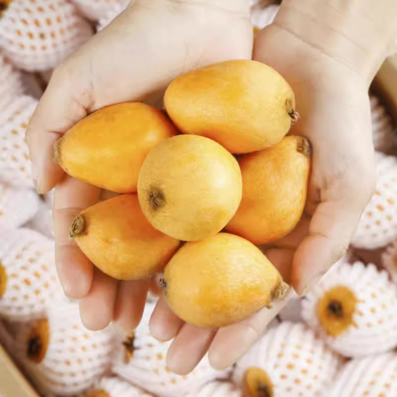 Yunnan Mengzi Sweet Loquat Fresh Fruit Changhong Pipa Fresh Seasonal Fruit for Pregnant Women 2.5kg Large Fruits Whole Box Free Shipping