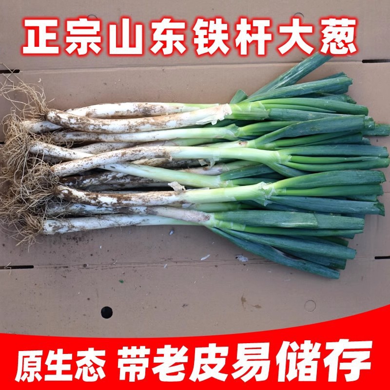 Shandong Zhangqiu Green Onions Fresh Vegetables 2.5kg Seasonal Whole Box Dipping Sauce Long Onions Farm-Grown Iron Pole Green Onions to Help Farmers