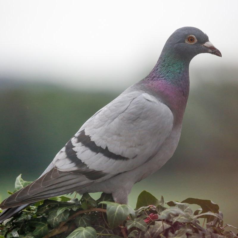 Pair of Live Pigeons, Meat Pigeons, Breeding Pigeons, Small Pigeons, Pigeon Chicks, Gray Young Pigeons, Bags for Laying Eggs