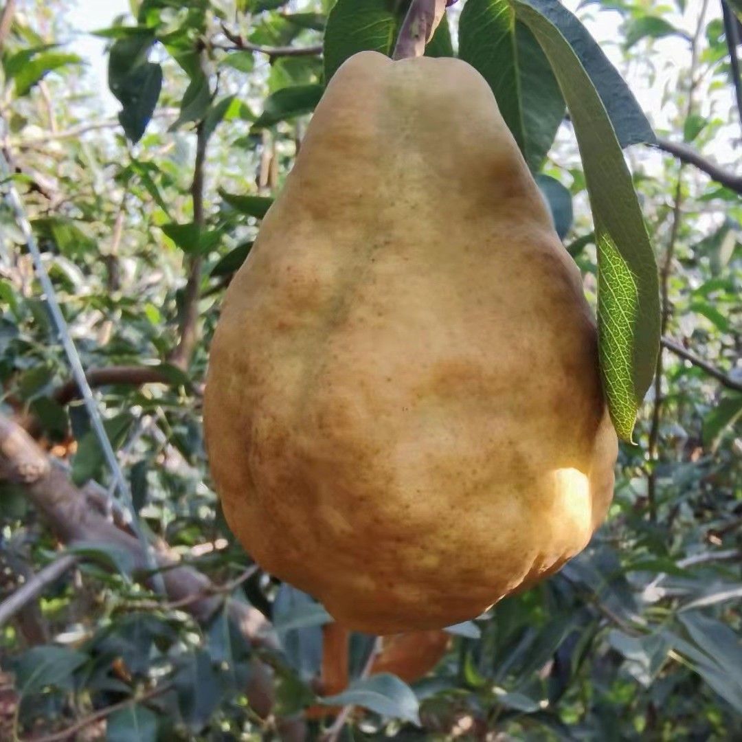 Ugly Pear, Soft and Sweet, Yantai Tai Po Ugly Pear, Honey Pear, Fresh Fruit to Eat, 2.5kg Free Shipping, One-Piece Dropshipping, Super Sweet