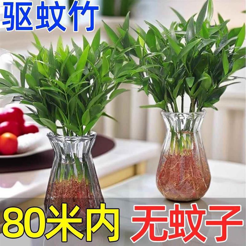 Mosquito Repellent Bamboo and Cypress Potted Hydroponic New Favorite Anti-Mosquito Plant Repellent Insect Repellent Green Plant Indoor Living Room Bedroom Evergreen All Year Round