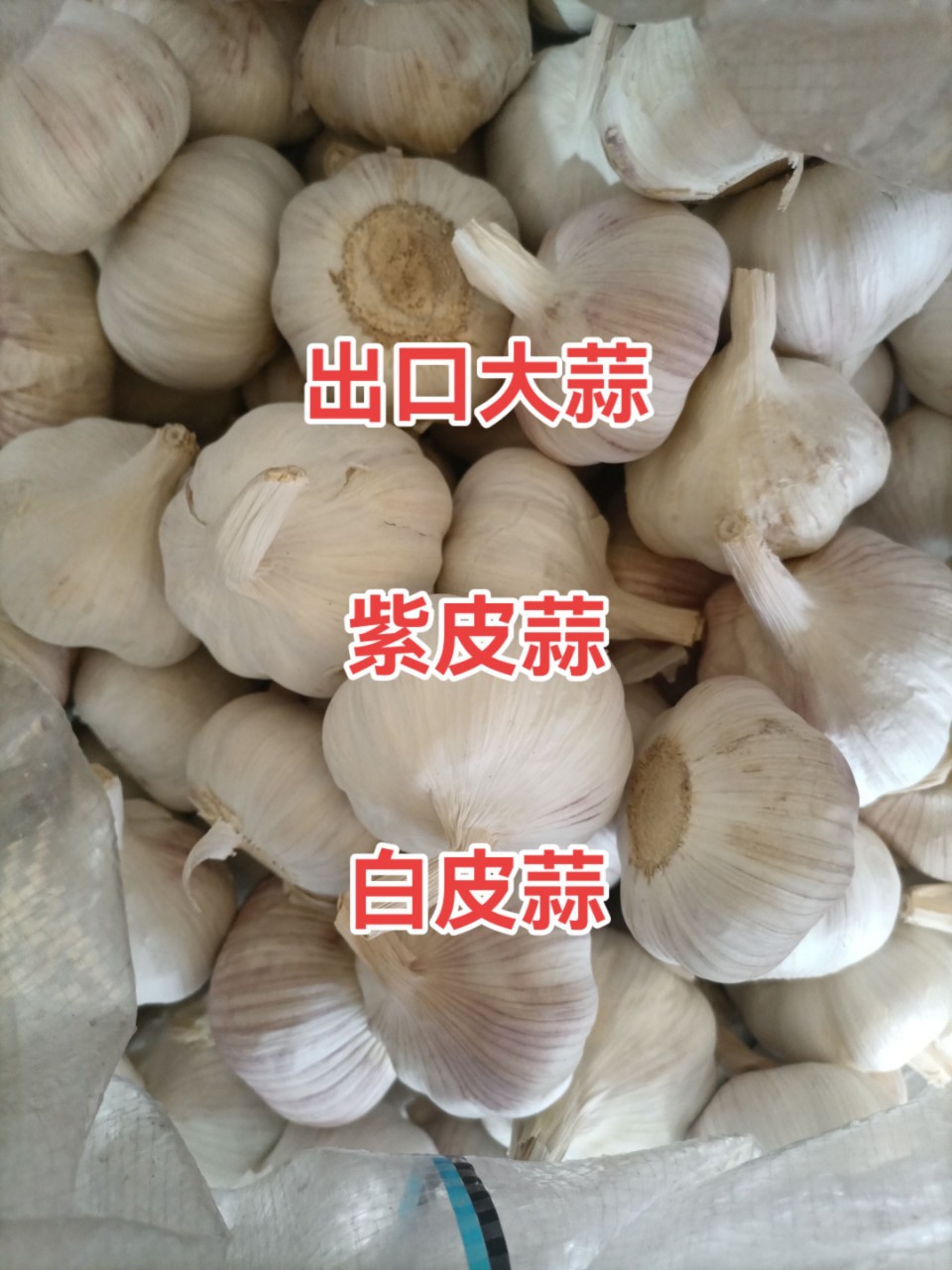 Шаньдунские поставки чеснока, экспорт сушеного чеснока и аренда холодильников для хранения чеснока от имени других