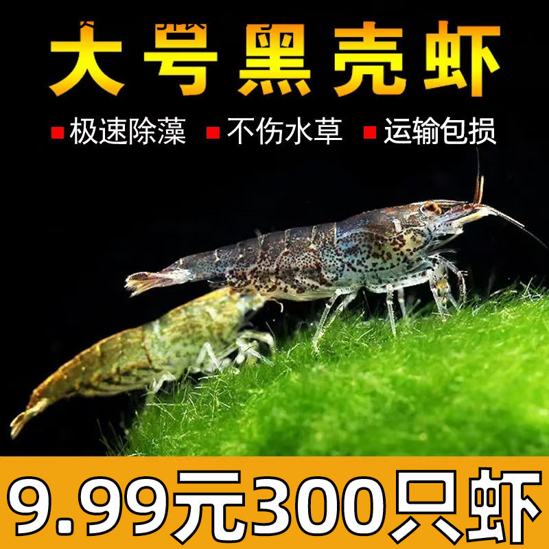Black Shell Shrimp Ornamental Shrimp Algae Removal Fish Tank Small Shrimp Freshwater Resistant Cold Water Number Cleaning Shrimp