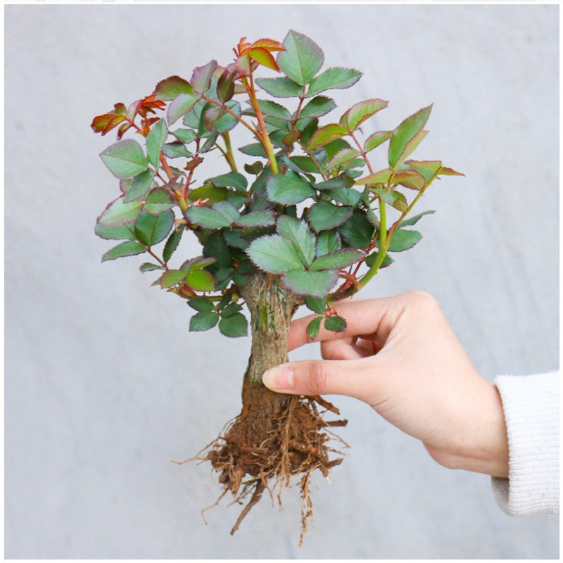 Оптовая продажа саженцев роз, старые саженцы, крупные саженцы роз, старые пеньковые розы, саженцы роз для ландшафтного дизайна, четырехсезонные саженцы цветущих роз