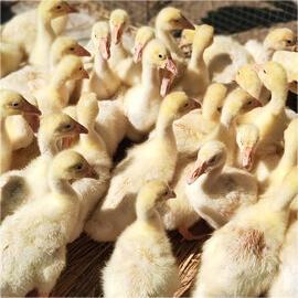 Purebred White Lion Head Goose Live Young Goose Tianshan Authentic Extra Large Breed High Survival Rate Supports Video Selection Goose Batch Order