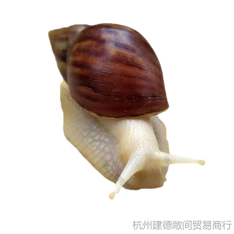Snail Wholesale Student Ornamental Experiment Large Stall White Jade Breeding Pet Live