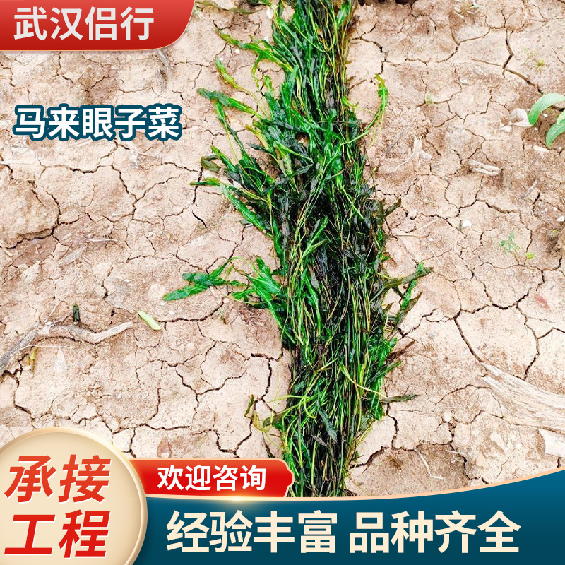 Малайзийские эффектные подводные и плавающие растения, высаженные с бамбуковыми листьями, для экологических восстановительных проектов