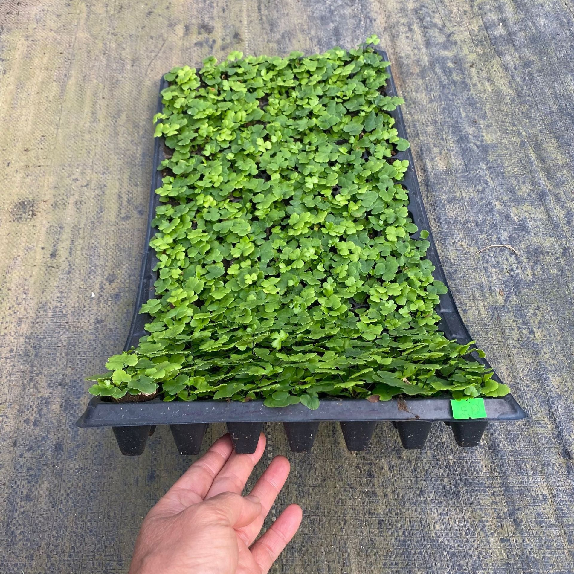 Micro-Landscape Green Cloud Fern Dense-Leaf Hydroponic Ferns Are Shade-Tolerant and Can Be Hung Indoors and Outdoors in the Living Room to Feed the Evergreen All Year Round