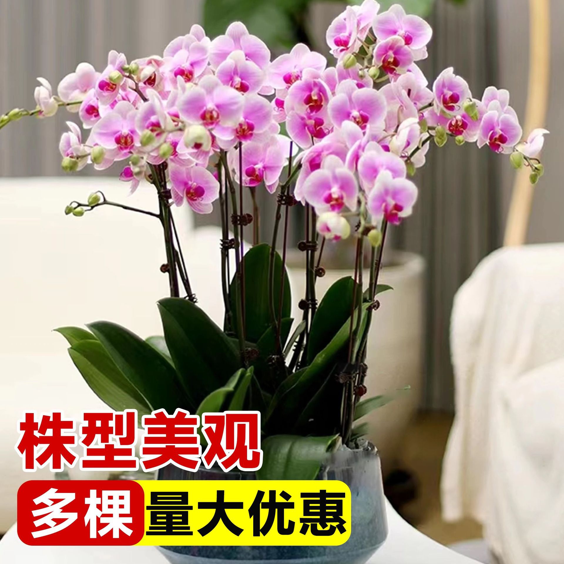 Phalaenopsis Potted Plant with Florals, Exquisite Orchid, Large Florals, Blooming in Winter, Living Room, Indoor Green Plants, Florals, Good for Feeding Flower Seedlings
