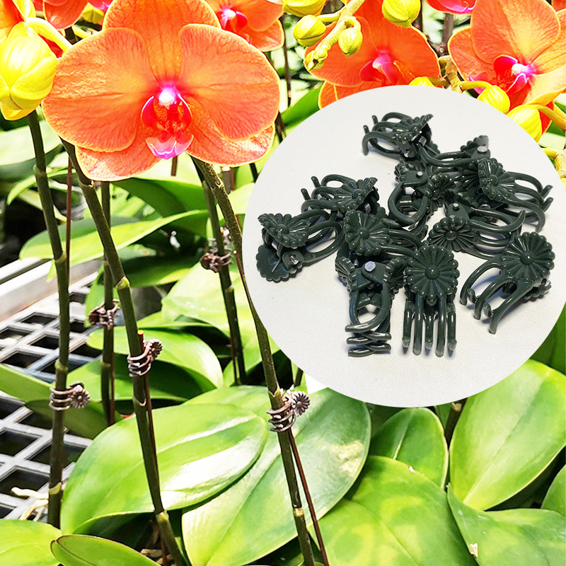 Phalaenopsis fixed clip flower flower gardening clip flower stand orchid clip support rod plant climbing vine modeling clip