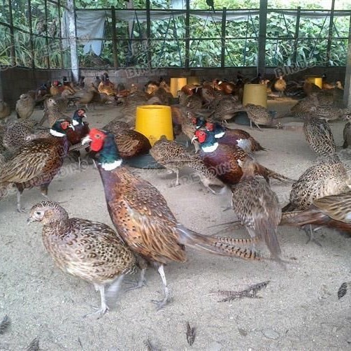 Bao Huo Daojia Colorful Pheasant Live Seedlings Out of the Shell, Live Farmyard Free-Range Pet Chickens, Live Guinea Fowl Seedlings