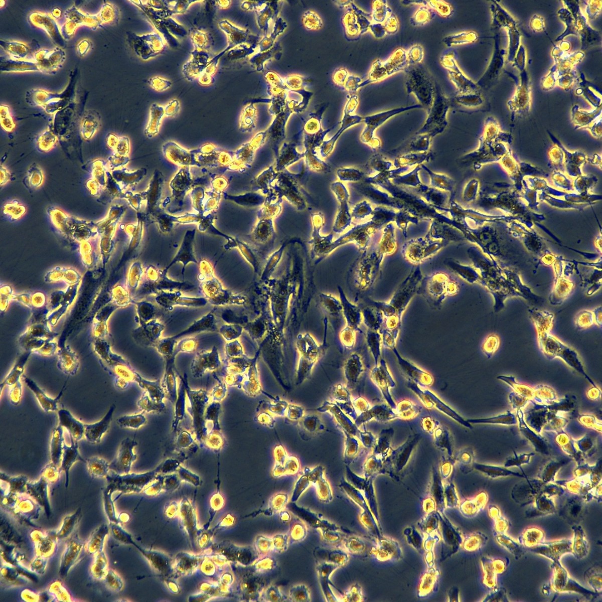 Meisenctcc Human Kidney Clear Cell Adenocarcinoma Sorafenib Resistant Strain 786-0/Sorafeni