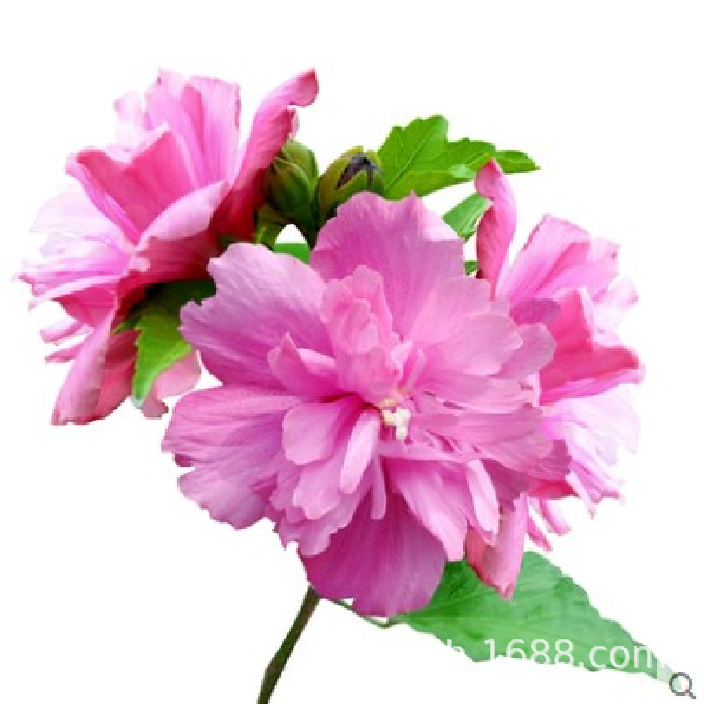 Hibiscus Sapling Base, Landscaping Project, Greening Seedlings, Hedge Hibiscus Seedlings, Multi-Specification Hibiscus Flower Saplings