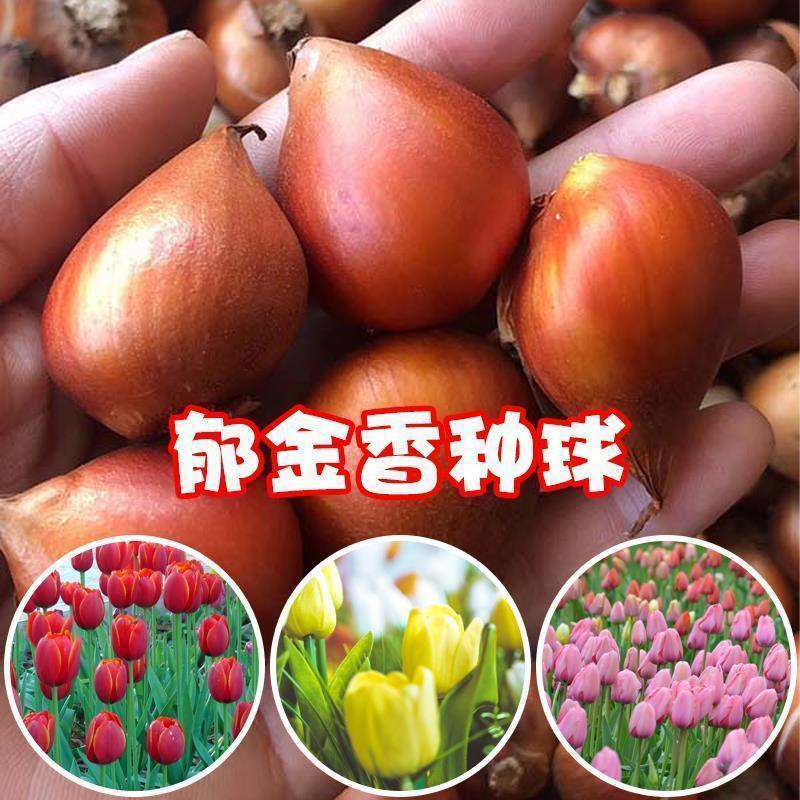 [Луковицы тюльпанов] Луковицы лилии, нарцисса, амариллиса, шафрана, семена тюльпанов