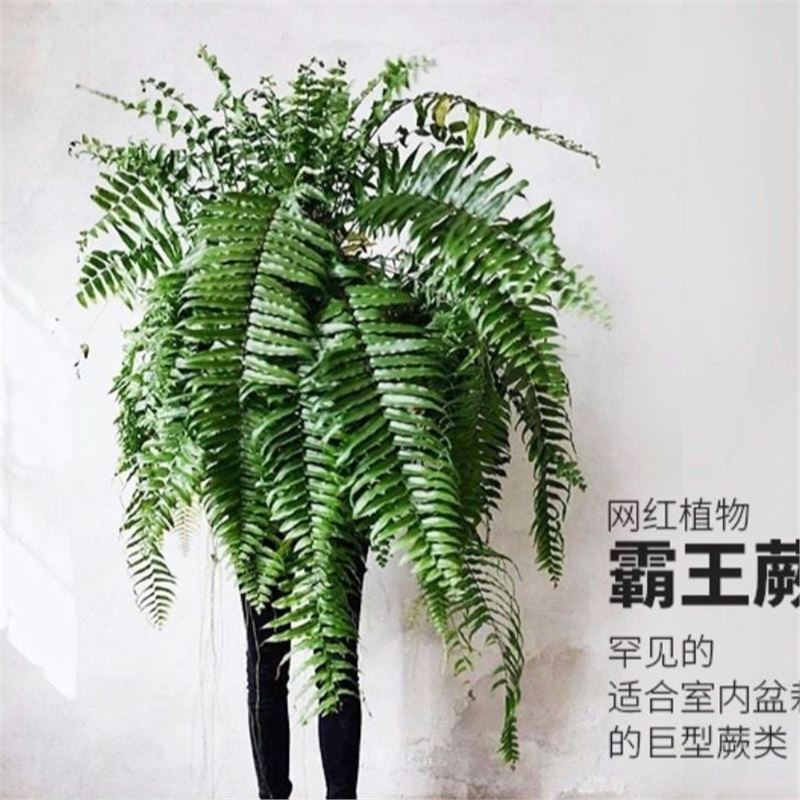 Giant Long-Leaf Maidenhair Fern Boston Fern Large Potted Hanging Fern Maidenhair Fern Indoor Potted Rainforest Rhizome for Living Room