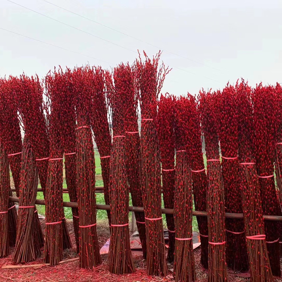 Красная и серебряная ива, свежие ветки, красочные ивы, настоящие цветы, сухие цветы, прямая доставка от производителя, 1.5 м качественные праздничные цветы из Сычуани