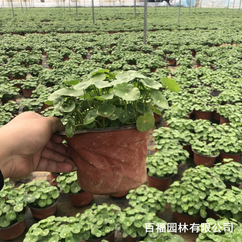 Nursery Wholesale Copper Money Grass Cup Seedlings Aquatic Plants Copper Money Grass Artificial Wetland Plants Balcony Home Potted Plants