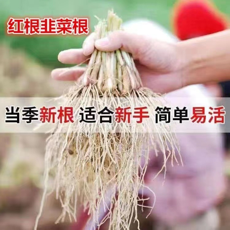 Freshly Dug Leek Root Seedlings for Year-Round Balcony Planting, New Leek Root Green Plant with Purple-Red Roots, New Leek Root Indoor Purple Root