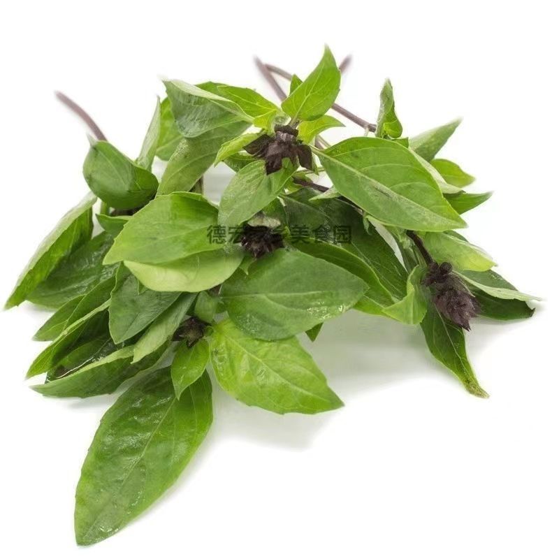 Yunnan Wild Basil Leaves, Basil, Golden Mustard Spices, Fresh Dai Flavor Seasoning, Golden Basil 100g, Free Shipping