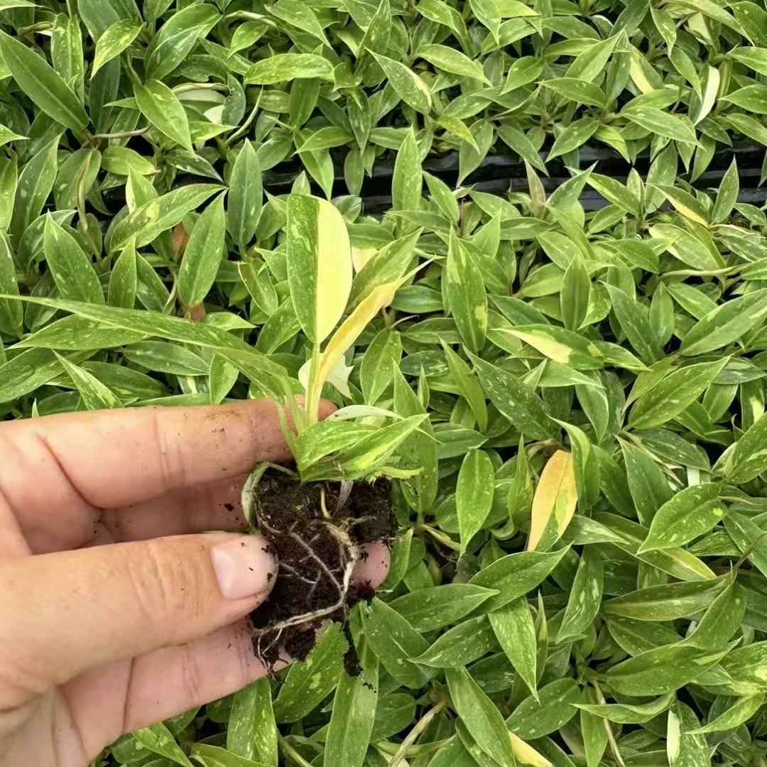 Новый и уникальный модный интернет-знаменитый золотой огненный кольцевой потос, офисное и домашнее зеленое растение, маленький горшок, микро-ландшафт потоса