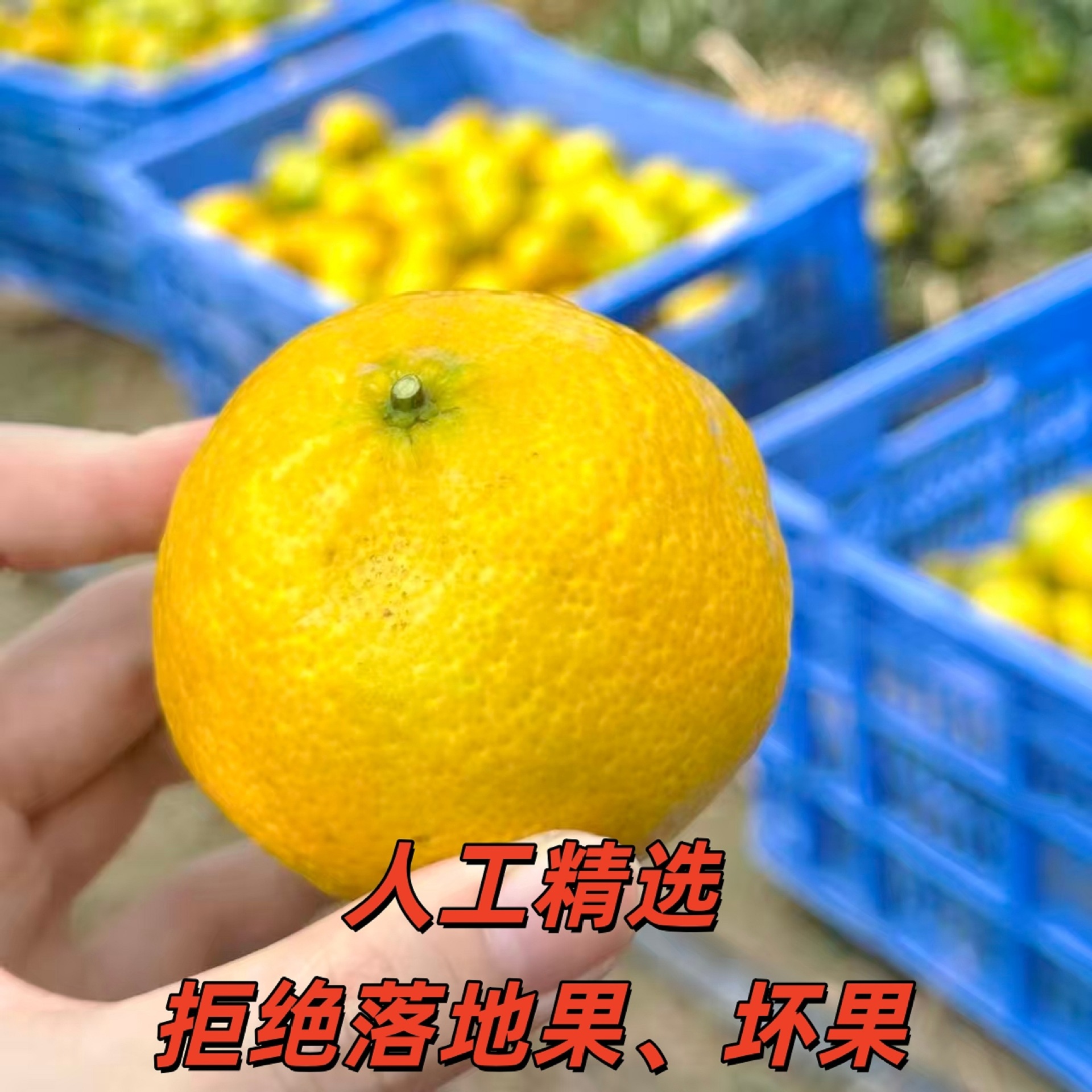 Free Shipping 25 Xinhuai Mei River Area Large Red Skin Oil Chamber Full Natural Sun-Dried Ancient Method Production Sweet and Mellow Taste