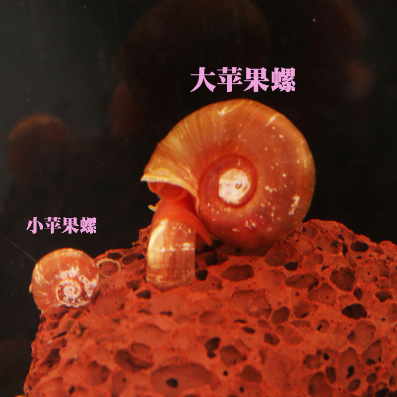 Apple Snail Algae Removal Snail Fish Tank Cleaning Tool Snail Algae Removal Pet Snail Turtle Zebra Doghead Fish Live Feeding Pet