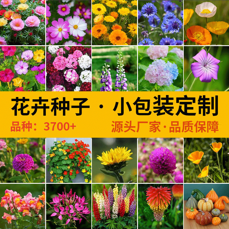 Cross-Border Popular Small-Packaged 60 Kinds of Flower Seeds, Suitable for All Seasons, Beginner-Friendly, Outdoor and Home Gardening Flower Seeds