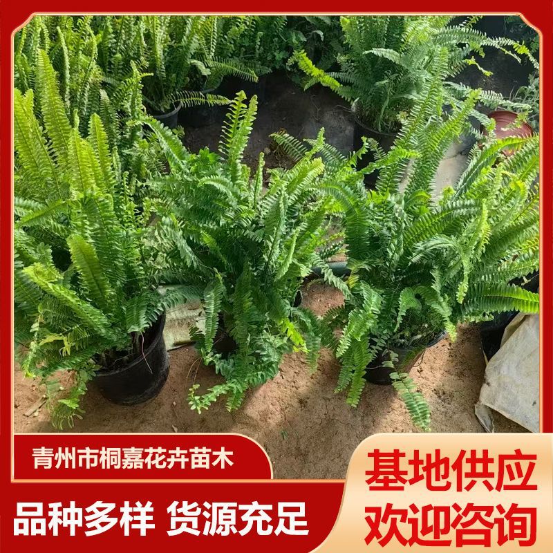 Цветочная основа для стен, папоротник, оптовая продажа, декоративная ценность, высокая озелененность, рассада многоножки в горшке