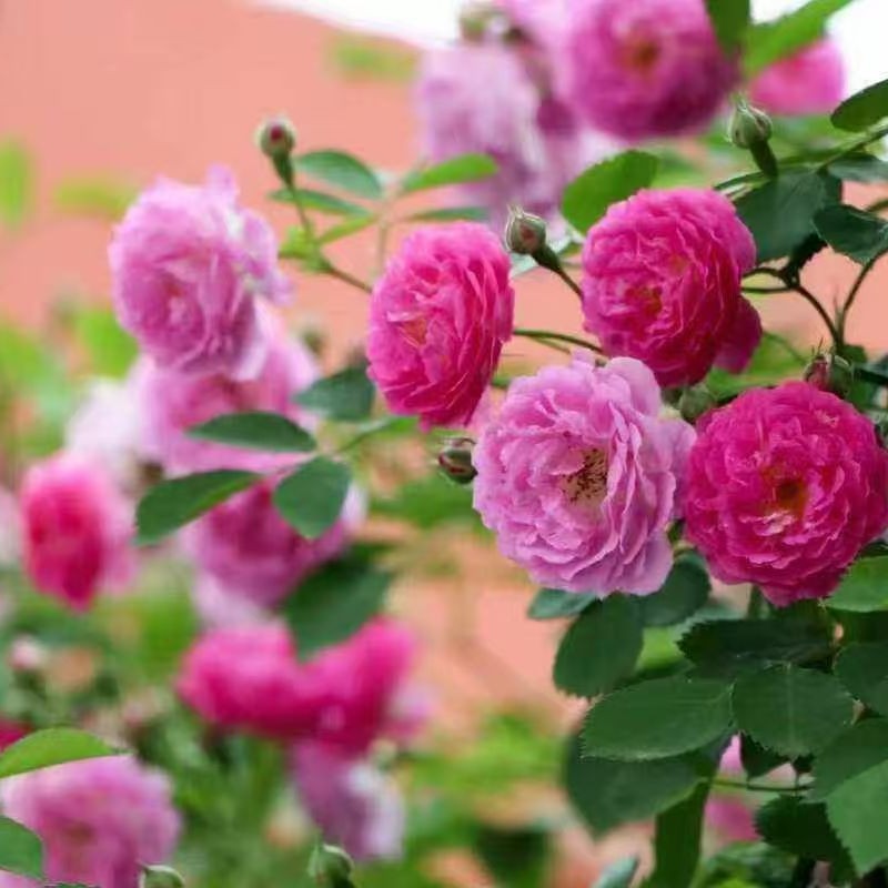 Оптовая Продажа Саженцев Роз Ландшафтный Двор Многоцветные Розы Чашка Саженцев Высота 20-200см Большое Количество и Выгодная Цена